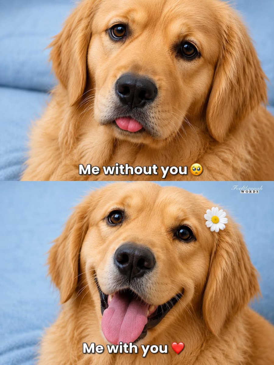 Doggy Mix Daily tweet media
