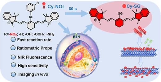 ChinChemLett's tweet photo. Engineering selenium-embedded NIR ratiometric probes for rapid visualization of thiols via electron density regulation

https://t.co/aHgtvcKqjv https://t.co/0sJn5fGDLi