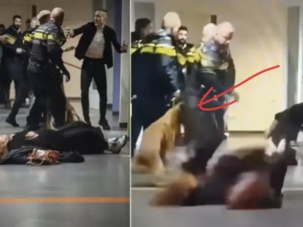 Drrlatorre's tweet photo. @FranceskAlbs The dog is showing more humanity https://t.co/7WUp05LyZn
