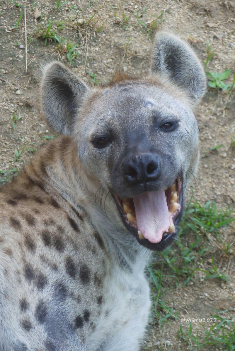 maru2022's tweet photo. ふゎぁあ～
#ブチハイエナ #天王寺動物園 
#ハイエナ地位向上委員会 https://t.co/3Hjt8Y8b5B