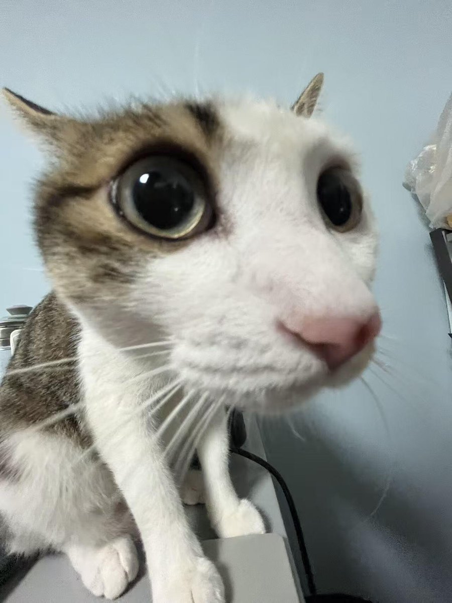 No Context Cats tweet media
