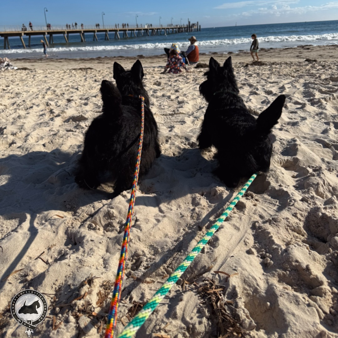 dumbartonscotts's tweet photo. Perdita and her daughter Grace enjoyed their trip to Glenelg Beach in Adelaide after their dog shows. They certainly turned a few heads in their direction. I spent a lot of time here as a child from the 1980s and have memories of riding the Ferris Wheel.… https://t.co/vIgFlB4VuG https://t.co/whp01SRoRJ