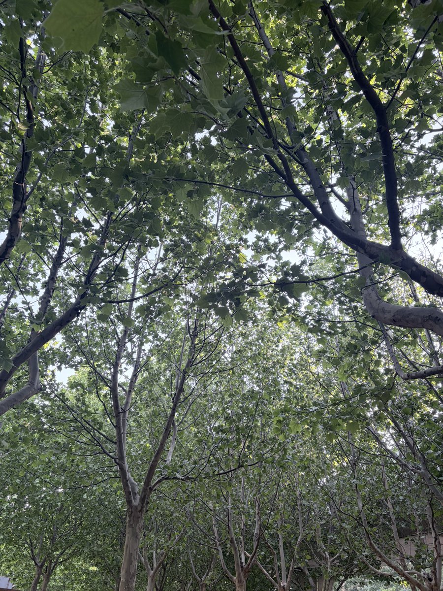 Carott2827's tweet photo. 就随便逛逛，
看看路边的树🌲和溜达的小狗🐶，挺舒服。
但是今天没有看到小狗🥲🐶 https://t.co/W3E3rRCFcU