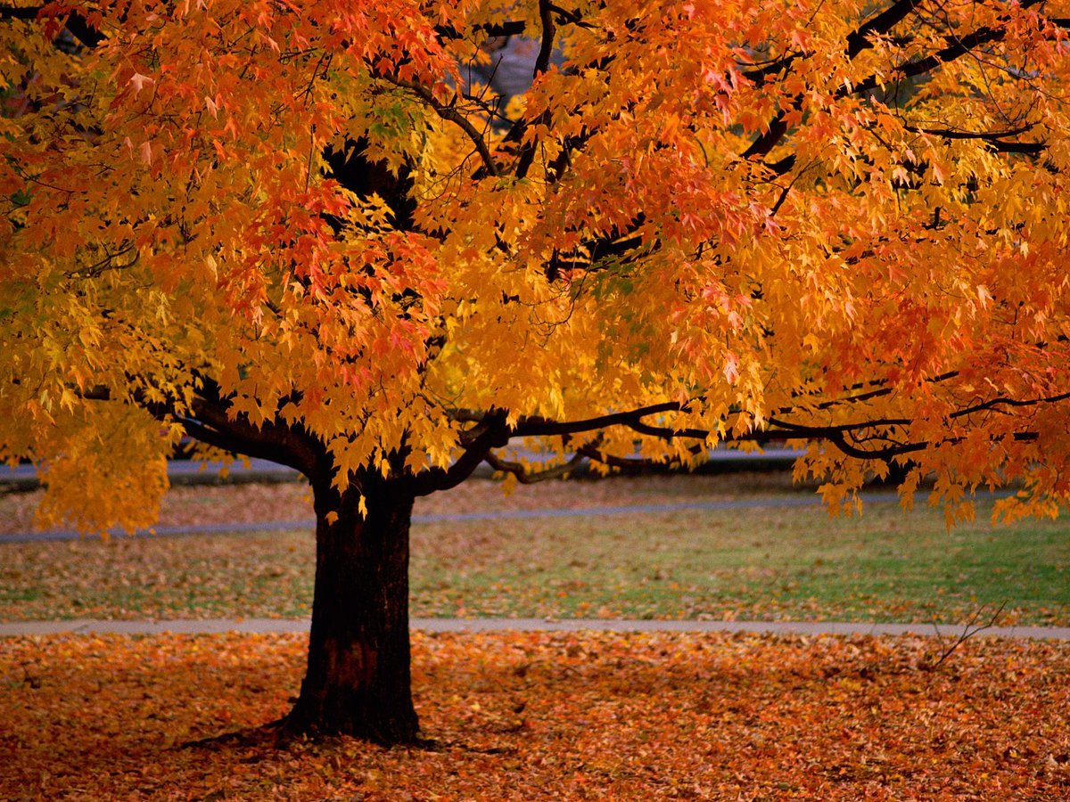 NesreenZ's tweet photo. #Nature https://t.co/MsSxjTxpkw