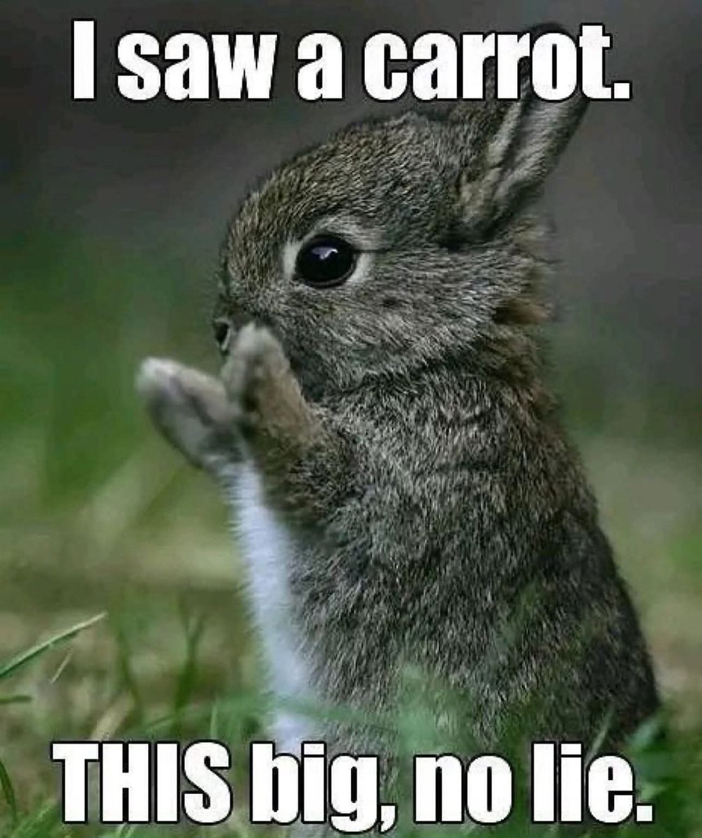 Rabbit Lovers Community USA tweet media