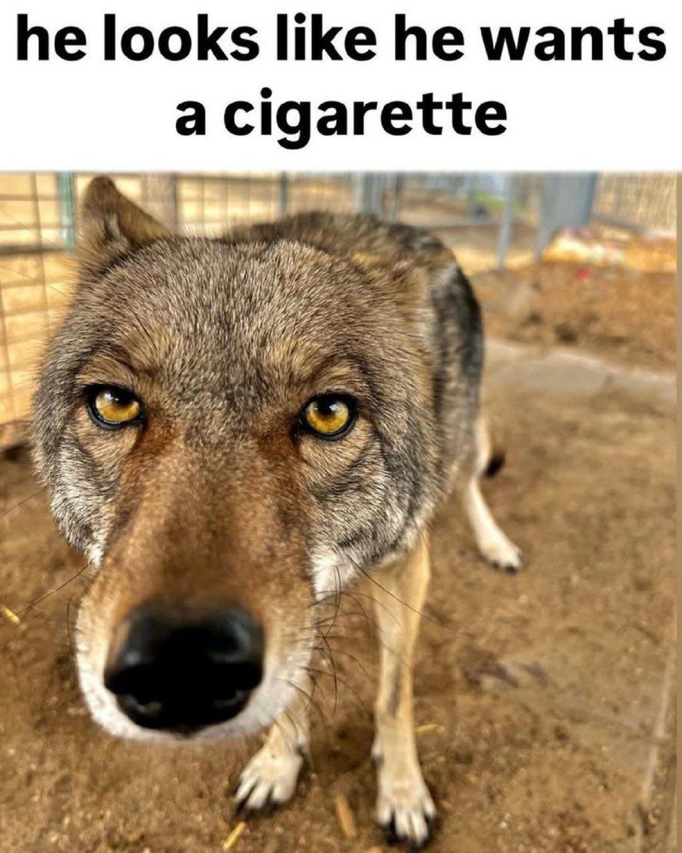 HazardousWolf 🇺🇸 tweet media
