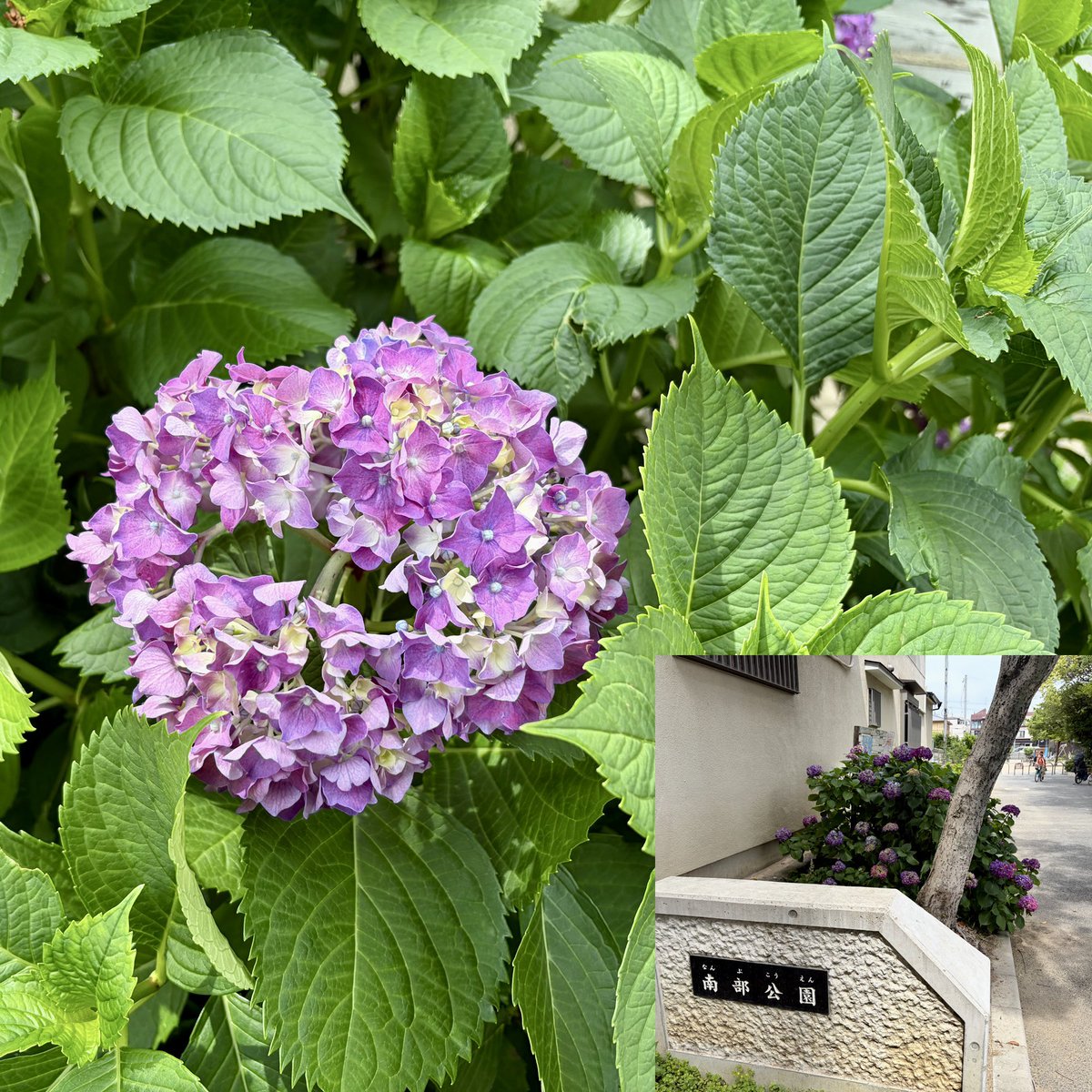 f36_rn's tweet photo. “立夏”
街角のあじさい
#紫陽花 #夏 #梅雨 #summer #flower https://t.co/YsH2UrZWl4