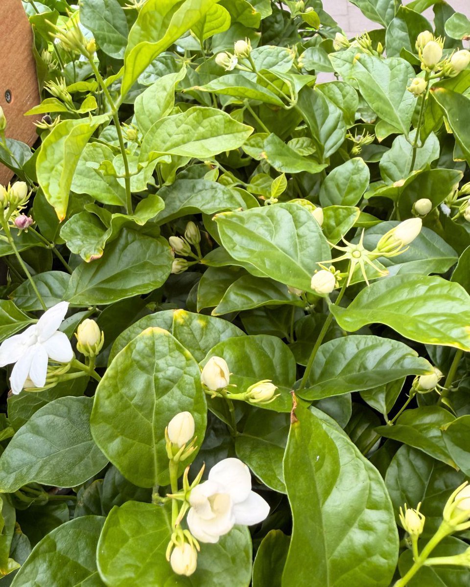 hicksnurseries's tweet photo. Breathe in the beauty of the season 🌼
Fragrant Jasmine Sambac, Star Jasmine, &amp; Gardenias are filling the air with their sweet perfume. These blooming favorites are the perfect addition to your home, garden, or patio!

📍100 Jericho Tpke. Westbury
⏰️ Open daily: 8am-7pm https://t.co/aVRJ25JyKd