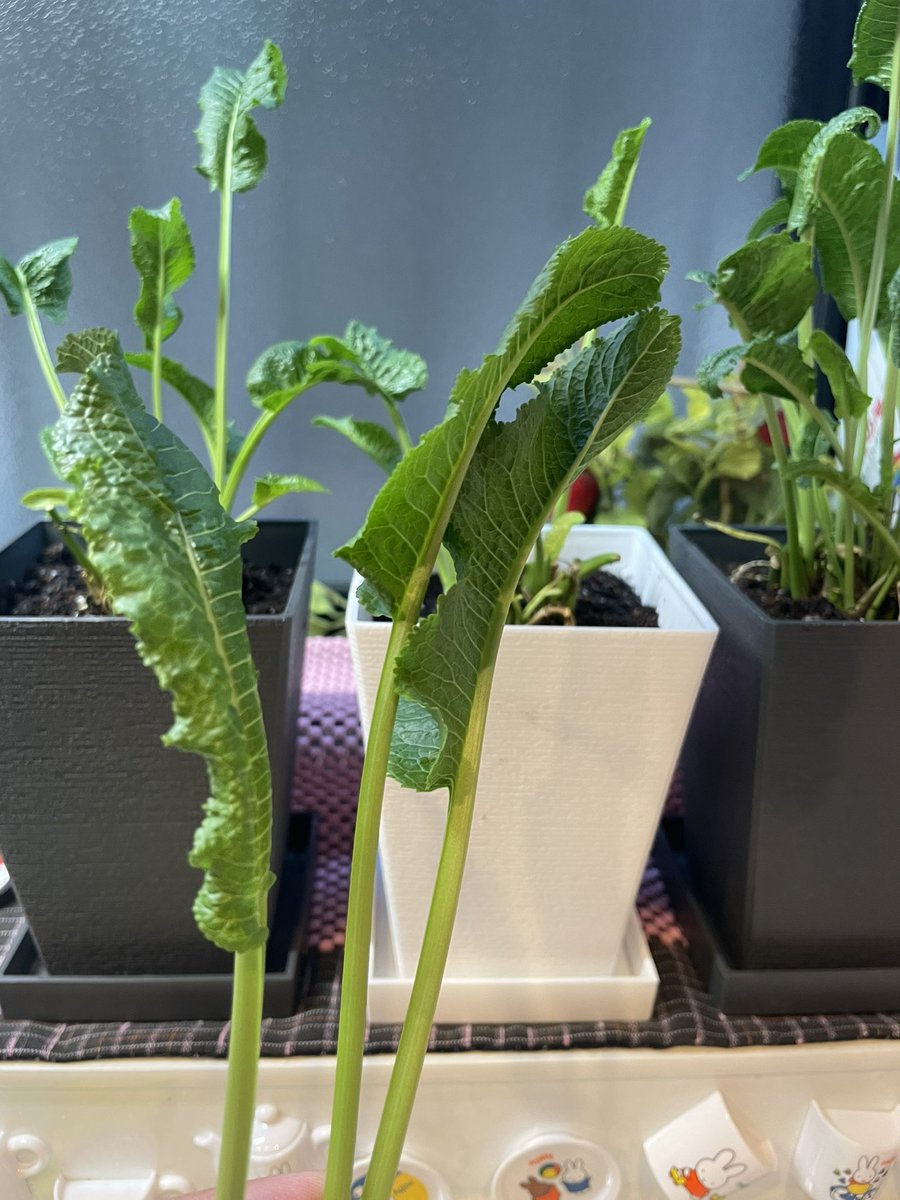 forest5121's tweet photo. 先日鉢植えにした山わさびから葉っぱを収穫🌱
素麺の薬味にした！ https://t.co/wF95bjTCAS