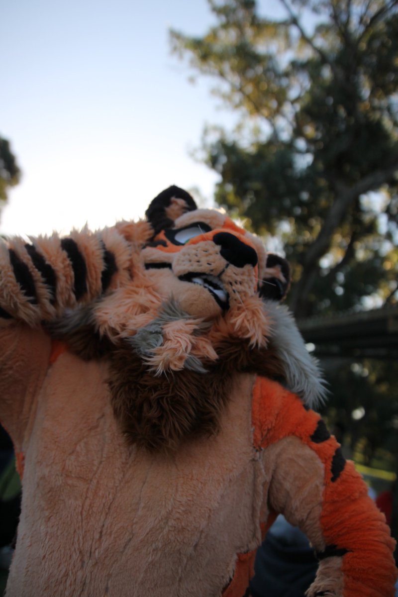 RustyOverlord's tweet photo. IM SO FUKIN ORANGE
#furry #fursuit #tigon https://t.co/Q13kMk52gr