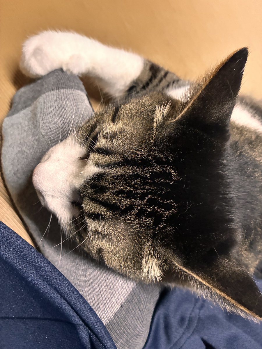 middo_1933's tweet photo. 新玉旅館でお父さんにお話聞きながら猫とたわむれてるうちにお迎えしたい欲出てきた…
保護猫について情報集めてみようかな
#さぶぱれ https://t.co/E9BvD54BMM