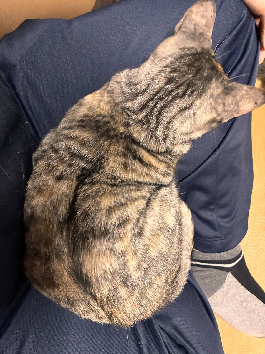 middo_1933's tweet photo. 新玉旅館でお父さんにお話聞きながら猫とたわむれてるうちにお迎えしたい欲出てきた…
保護猫について情報集めてみようかな
#さぶぱれ https://t.co/E9BvD54BMM