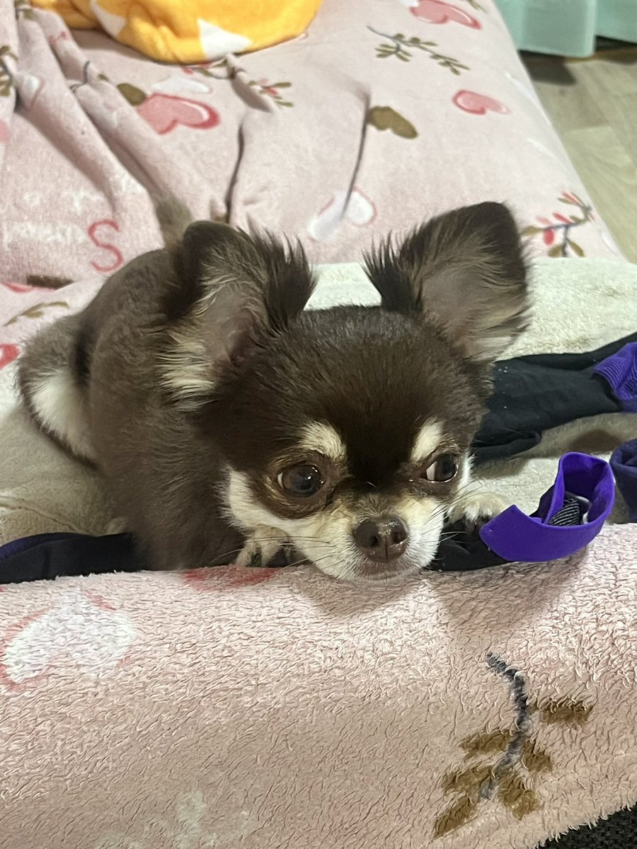 hakotaaaan's tweet photo. サッカーに夢中になってる人間たちに構ってもらえなくていじけてる🐶
ポーズがあざとすぎるだろ！ https://t.co/1117N5pFEu