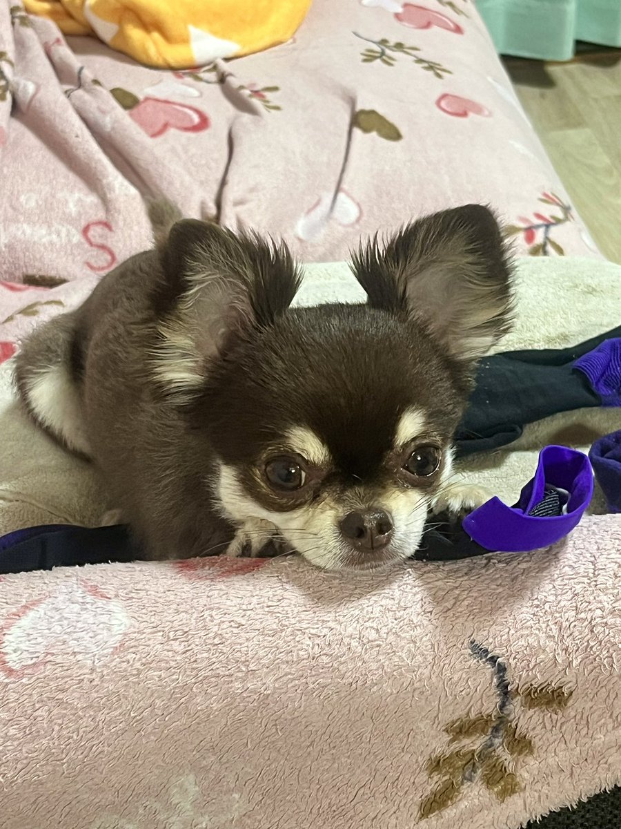 hakotaaaan's tweet photo. サッカーに夢中になってる人間たちに構ってもらえなくていじけてる🐶
ポーズがあざとすぎるだろ！ https://t.co/1117N5pFEu