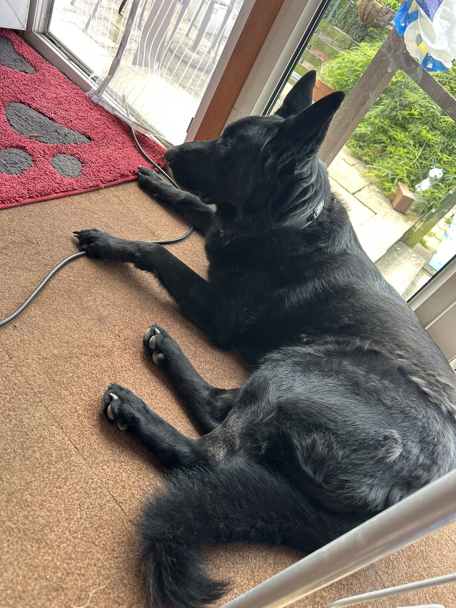 1blackwolfrd's tweet photo. @PhilSledge Right now; The old lady and the young buck… he’s losing down at the min.. feathers everywhere (and yes he’s already been brushed). https://t.co/siDV6RZBYd