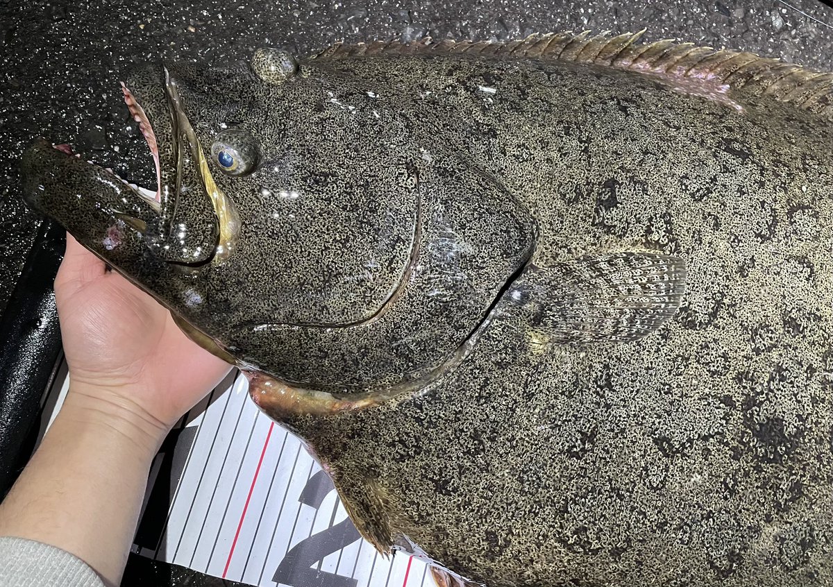 U83CfaU6Sm8sh11's tweet photo. ついにメーターヒラメ釣りました

ショアから狙うヒラメの最終目標達成🎉

#fishman
#フィッシュマン
#ベンダバール101m
#カルカッタコンクエスト201xg https://t.co/Gy5wRDkQSg