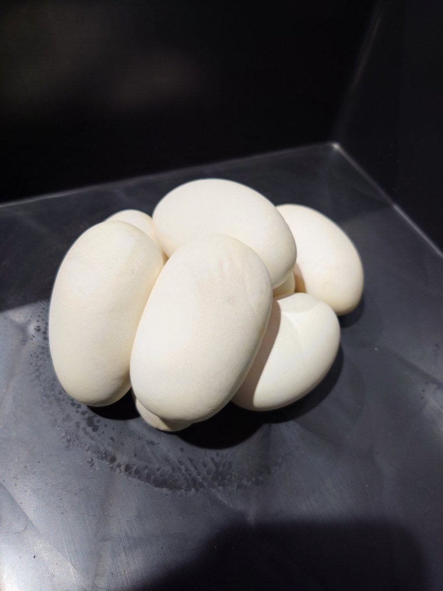 isopp_ball's tweet photo. 2026 2stクラッチ🥚
チョコレート×SNクラウン
今回も初産で有精卵8個産んでくれました！何故か2匹とも夕方産卵だったけどメンテするには都合よかったので🙆お疲れ様でした〜！ https://t.co/Eno8ztw3qD