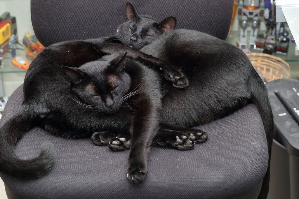 blackscats's tweet photo. https://t.co/Av2fuQyMZJ