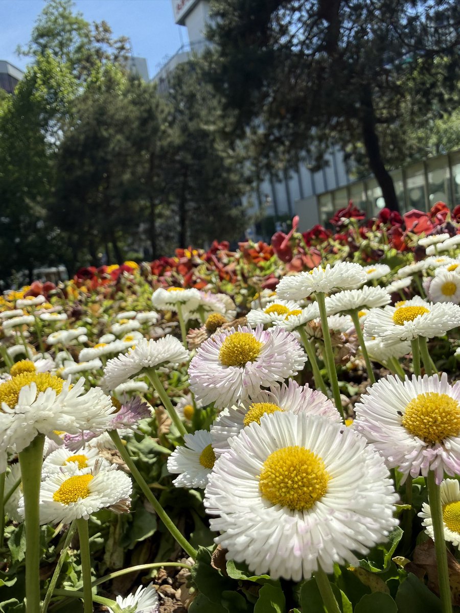 39Yunna's tweet photo. 札幌市内を歩いていたらたくさんの花が咲いてた。なんか癒されるなー。 https://t.co/lTHDipSPdp