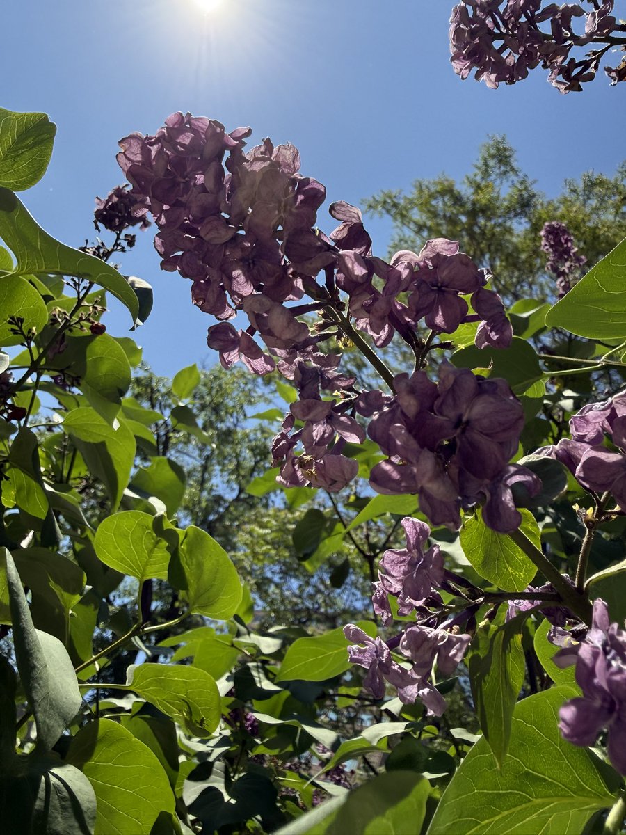 39Yunna's tweet photo. 札幌市内を歩いていたらたくさんの花が咲いてた。なんか癒されるなー。 https://t.co/lTHDipSPdp
