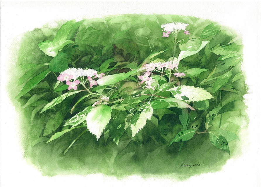 昔の絵で野の花 アジサイの花 6号 An old painting of wildflowers