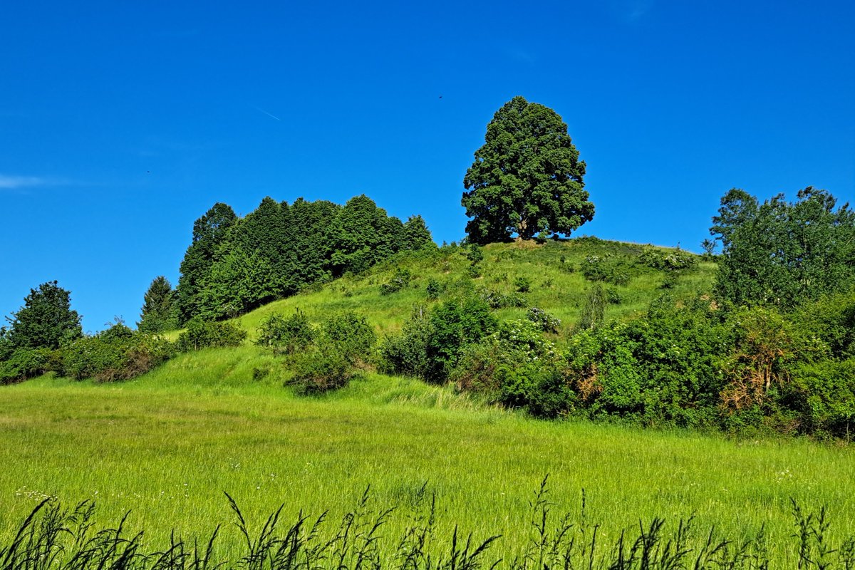 jerry44164416's tweet photo. 🌳 Lípa srdčitá,
#stromy v krajině 🌳💚 https://t.co/Z826G0PZKL