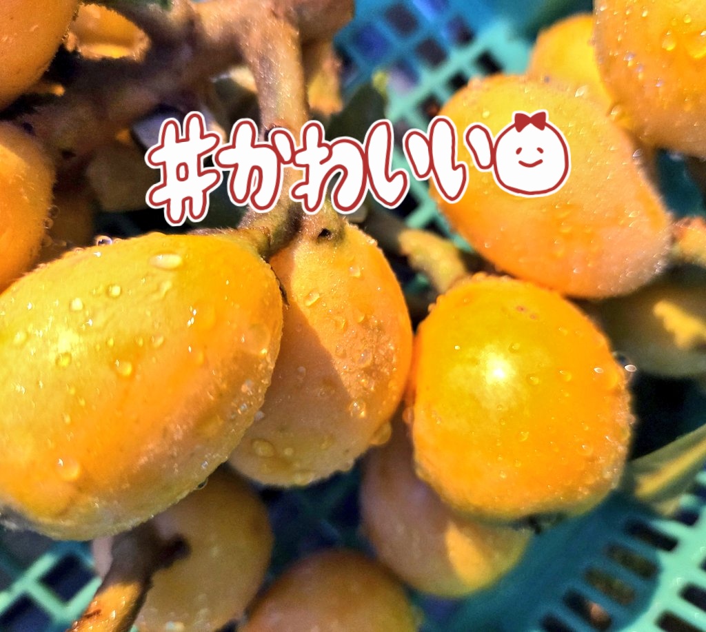 cyampippi's tweet photo. 今日は畑の続き頑張る日！
ひたすら棒立てて寒冷紗かけて水撒いて💪

今年も言います！

｢キュウリの赤ちゃんかわいいの🥒｣

おまけのビワ https://t.co/CCdHoRxCXg
