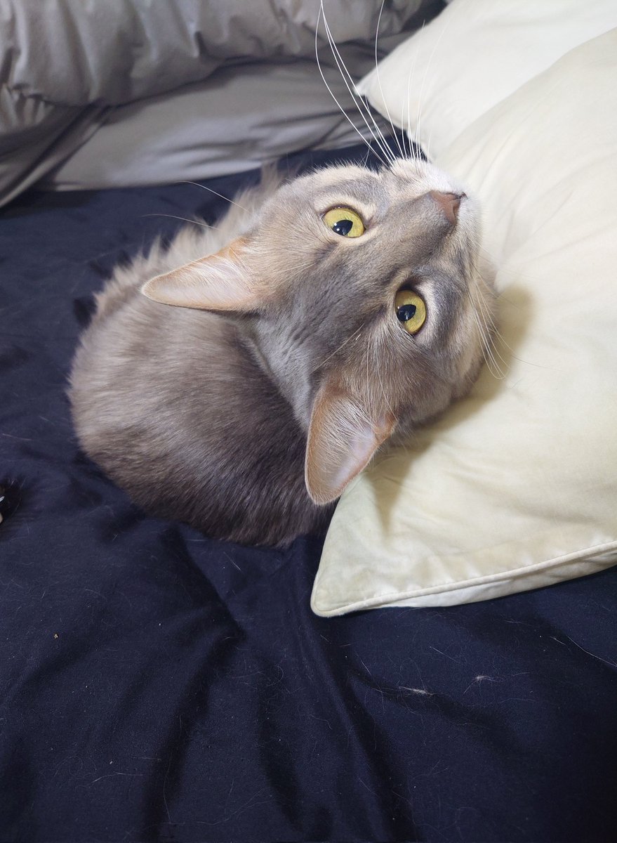 rosia_somari's tweet photo. 呼んだ🐱？
#ソマリ
#猫 https://t.co/NYGZFAvOea