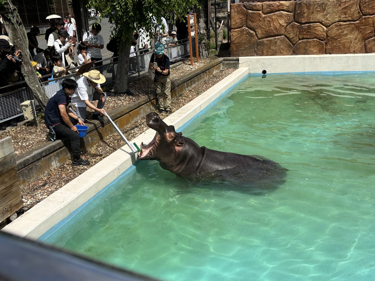 wanitaro82's tweet photo. まんぷくくんの歯磨き。
それを見守るゾウさんも可愛い💕
#東武動物公園
#まんぷく
#カバ
#歯磨き https://t.co/SeaYGuvavX
