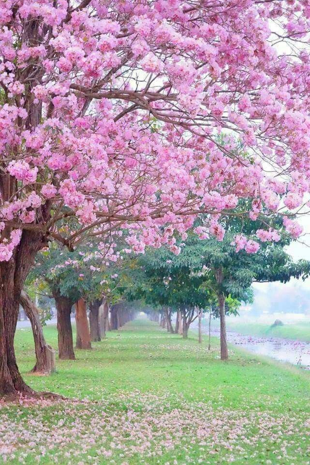 🌳Rupali tweet media