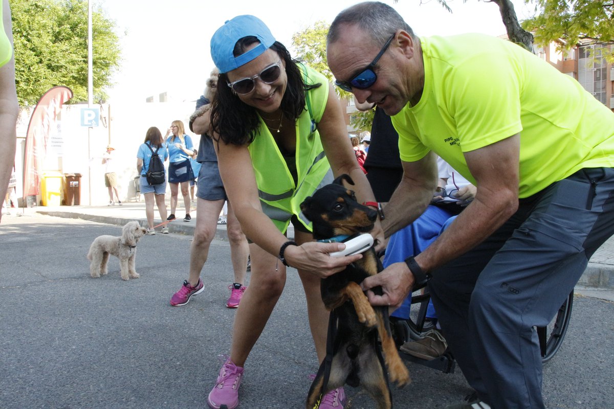 VeteriLleida's tweet photo. La 4a Caminada amb Mascotes de Lleida ha tornat a ser una jornada plena de solidaritat, convivència i compromís amb la tinença responsable. 🐾
Des del COVLL estem molt contents d’haver-hi participat i col·laborat un any més en una iniciativa tan especial.
Felicitats a AREMI💚 https://t.co/NH6FKuCUZP