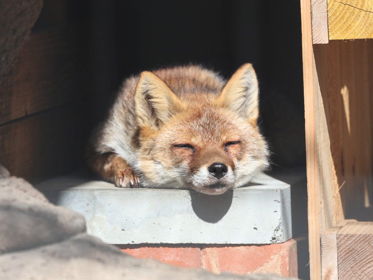 今日驚いたのはオオカミの並びにキツネがいた事。 恥ずかしながら全然