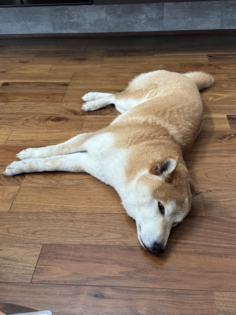 shibainu_clinic's tweet photo. プレオープン３日間終了しましたー‼️

ご来院いただいた方々ありがとうございました😊
お花やお祝いをくださった方々も重ねてお礼申し上げます🙏

明日からは通常営業開始‼️
9時〜12時、14時〜21時の予約制でお待ちしております🐕 https://t.co/DgzXX8BX2G