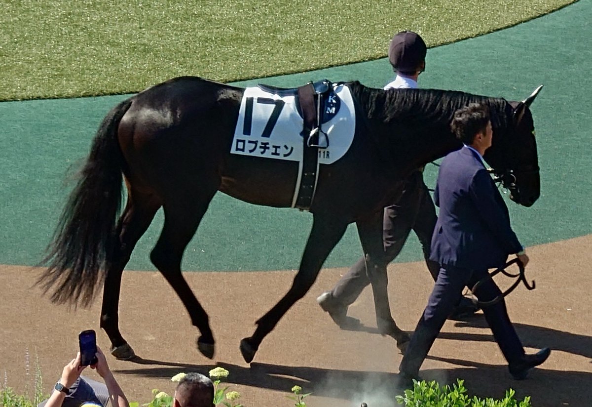 fulraria's tweet photo. 🐴すでに初夏の熱気の府中、第93回 日本ダービーに行ってきました。
1枚目：馬場内からのメインスタンド
2枚目：11Rのパドック全景
3枚目：勝馬ロブチェンのパドックの様子
4枚目：11Rラスト500m付近
松山弘平騎手はダービー初勝利。また、ロブチェンはクラシック二冠達成。おめでとうございます！🐴 https://t.co/FrN00ChdLa