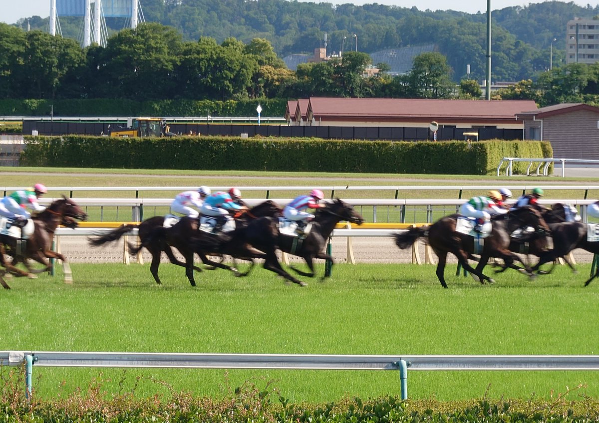 fulraria's tweet photo. 🐴すでに初夏の熱気の府中、第93回 日本ダービーに行ってきました。
1枚目：馬場内からのメインスタンド
2枚目：11Rのパドック全景
3枚目：勝馬ロブチェンのパドックの様子
4枚目：11Rラスト500m付近
松山弘平騎手はダービー初勝利。また、ロブチェンはクラシック二冠達成。おめでとうございます！🐴 https://t.co/FrN00ChdLa