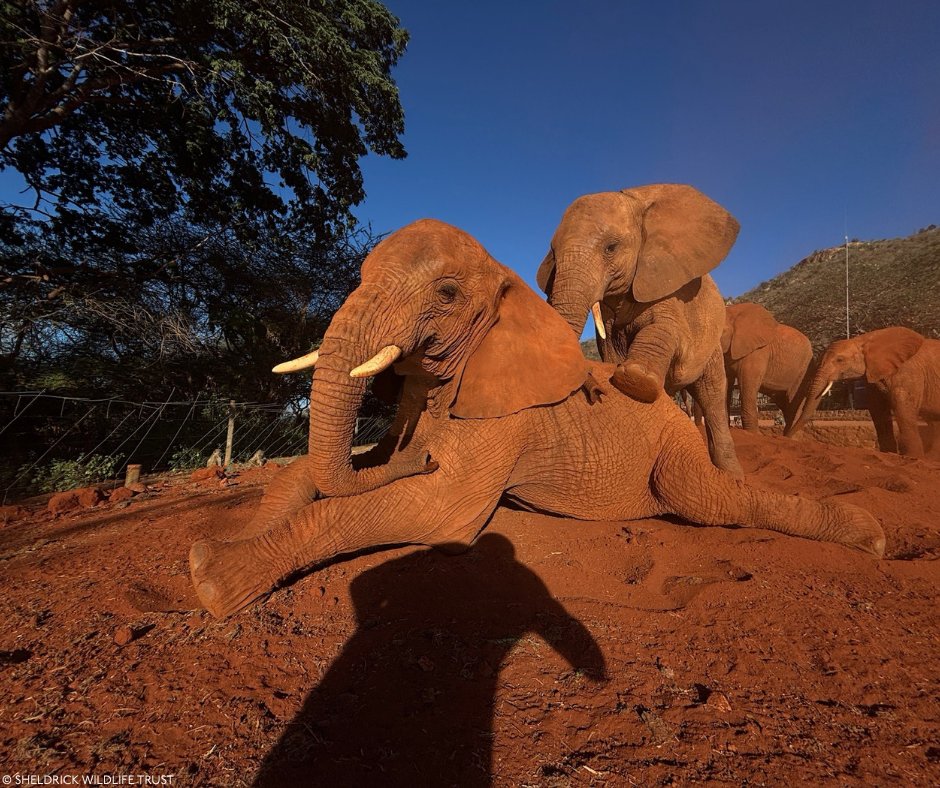 Sheldrick Wildlife Trust tweet media