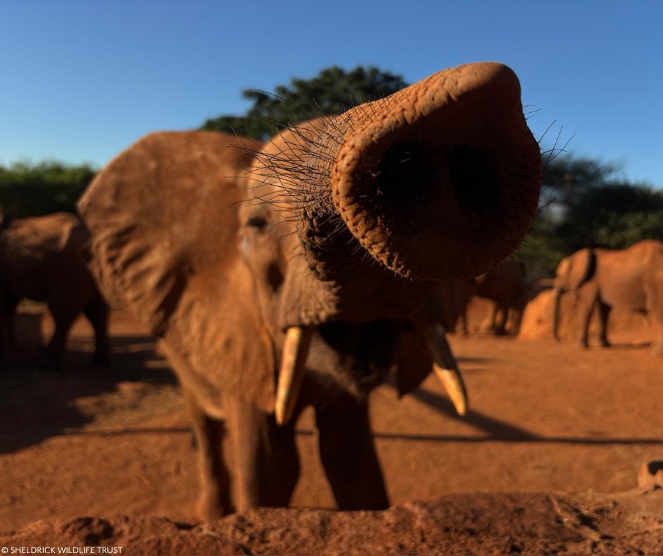 Sheldrick Wildlife Trust tweet media