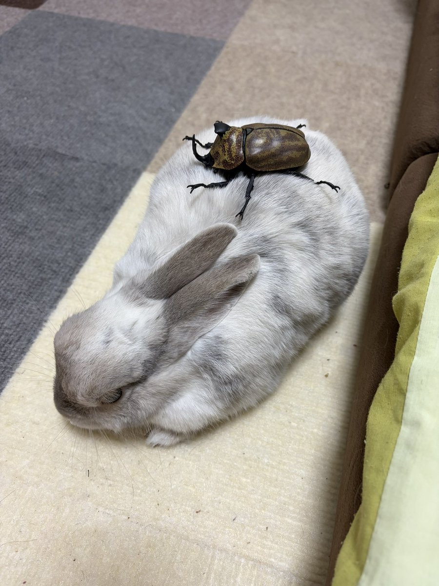 にぎられおにぎり tweet media