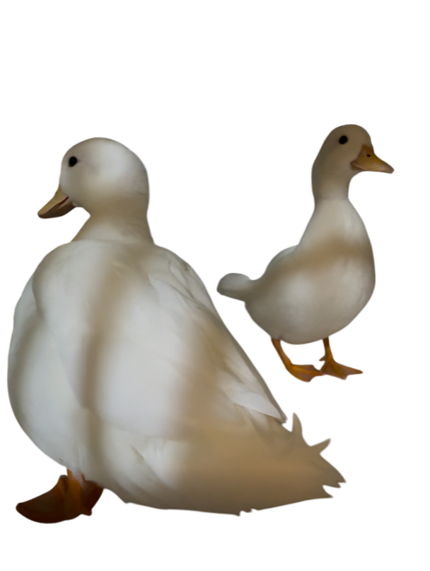 YonagiLuca's tweet photo. 鳥・アヒル好きはボクのChを登録するべし

https://t.co/rHiMbMFe4a

#VTuberがチャンネル晒したらみんながRTしてくれてブァァァって登録数が増える https://t.co/zqs0mD4G0R