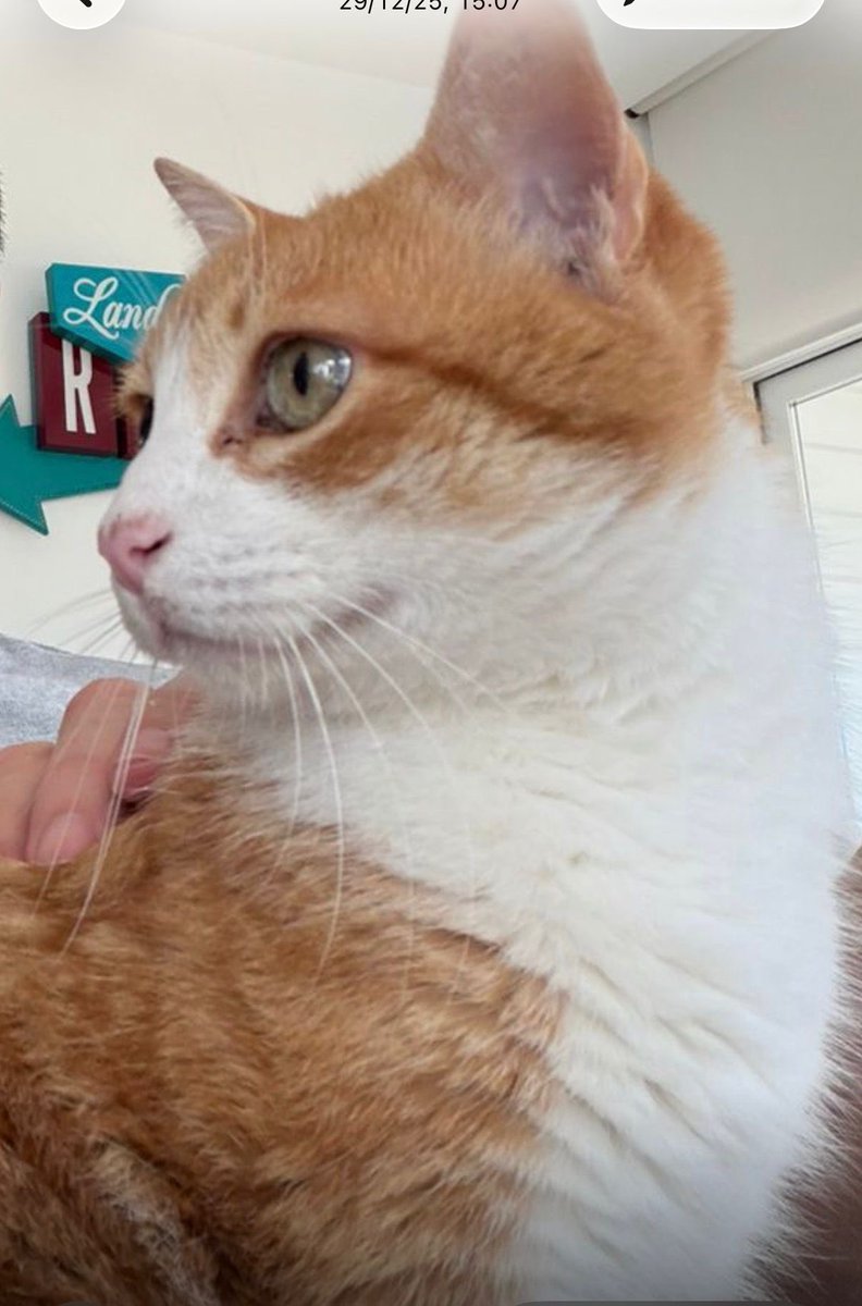 Abeiroanimal's tweet photo. 🐾 GATO PERDIDO EN TEO 🐾

Perdeuse un gato na zona de Sebe (Teo).

Por favor, se o vedes ou tedes algunha información sobre o seu paradoiro, avisade por aquí.

Agradecemos que compartades esta publicación para axudar a localizalo.

Grazas. 💛 https://t.co/J3Xlwytxeu