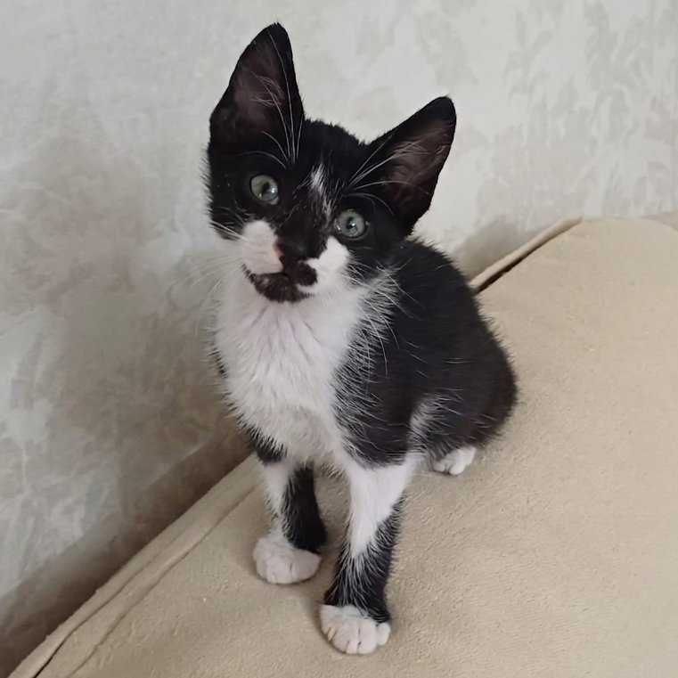 NuevaVidaAdop's tweet photo. #madrid 
CHAPLIN cachorro de tan solo 1,5 meses 
Sociable con niños 🐶🐱
NECESITA #adopcionresponsable o #acogida 
Se entrega chipado,vacunado,desparasitado y testado en leucemia e inmuno 
EXIGIMOS PROTECCIONES en ventanas,balcones y terrazas 
CONTACTO 📧facenuevavida@gmail.com https://t.co/en3yW3nJhc