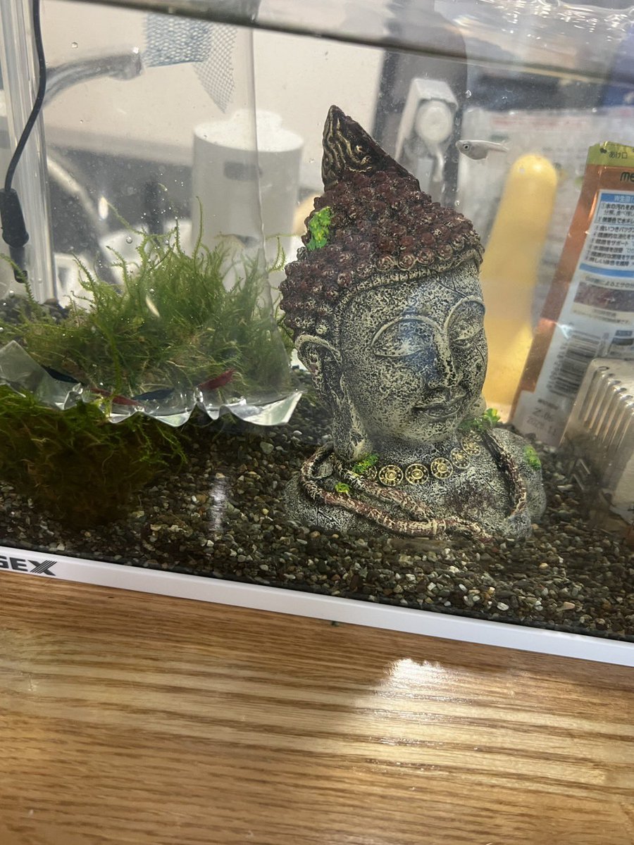 Rento_SSBU's tweet photo. 奥さんへ

水槽に菩薩いるのは何故ですか？意味が分かりません、、、 https://t.co/IkDnRBshy5