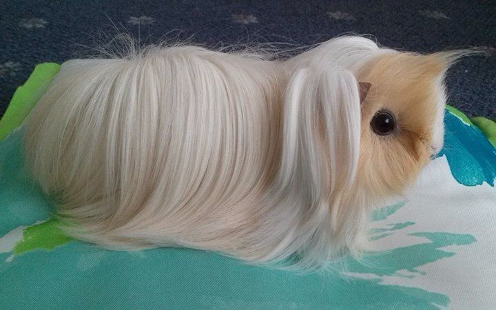 strawiberi's tweet photo. wig https://t.co/wkBs9t9LZG