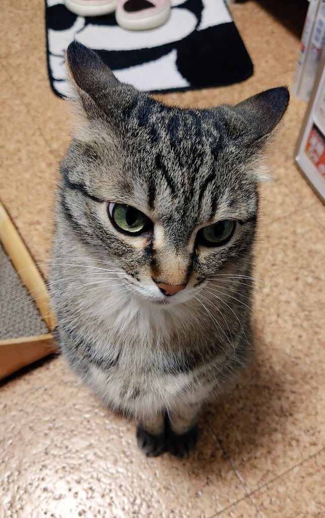 ゴロー🐾 tweet media