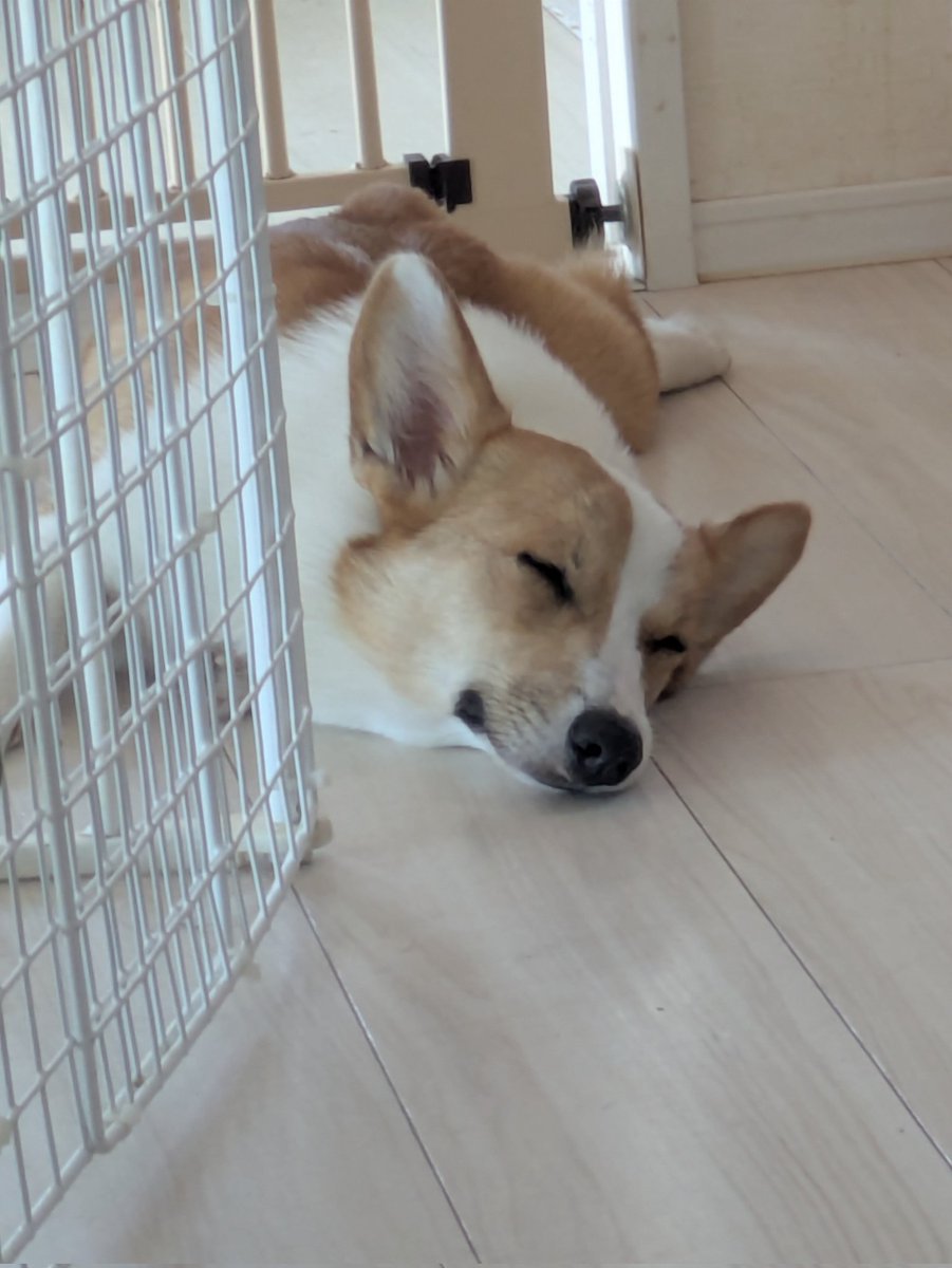 hinoe2006's tweet photo. 今日はグレぱぱ(じぃ？)と…🐕️🐺

そんなノアですが、25日に1歳なりました✨
現在8kgの筋肉女子に育ってます😁 https://t.co/vEmGfisIoC