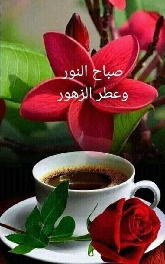 Ali tweet media