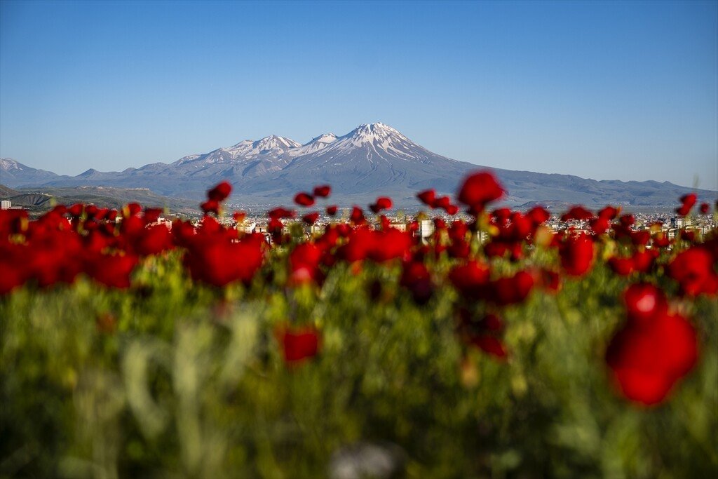 gztcom's tweet photo. 🌹Aksaray'da ilkbahar mevsiminin gelmesiyle açan gelincikler https://t.co/2zrKFq4k03