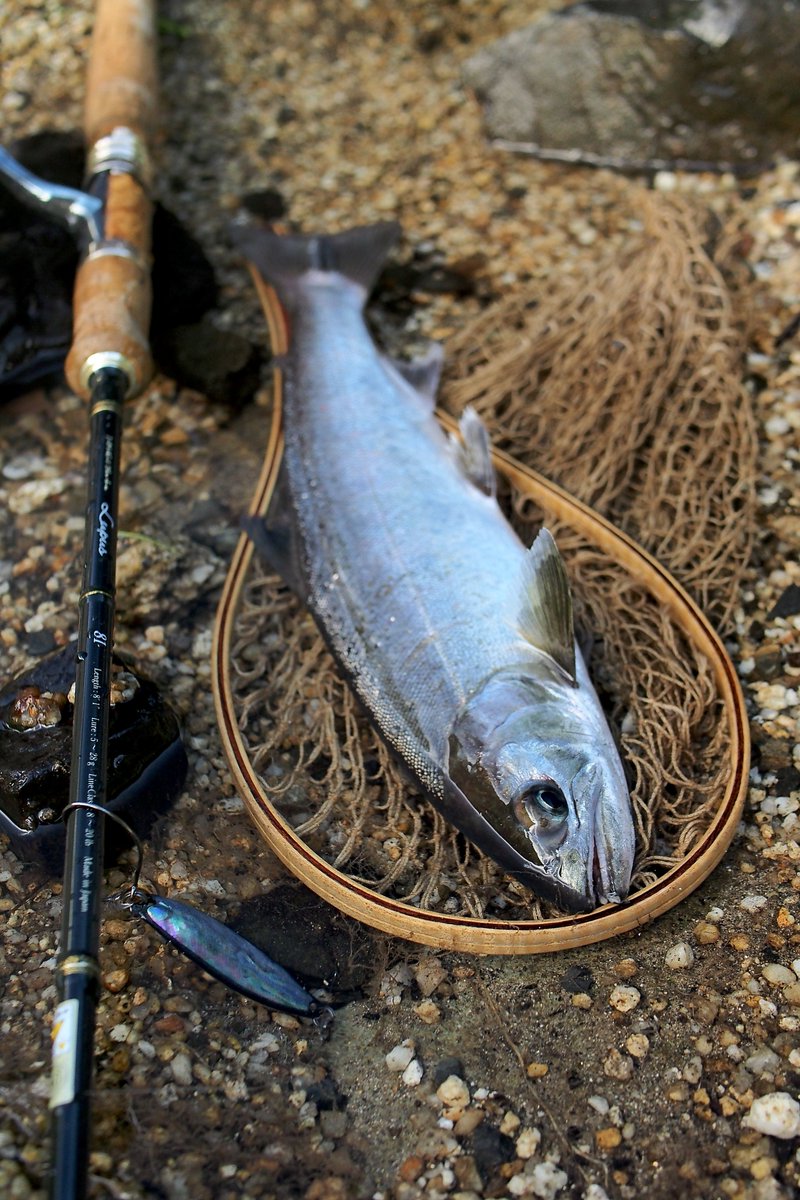 aki__fishing's tweet photo. 止水の良型アマゴ https://t.co/TAf6DJNq2R