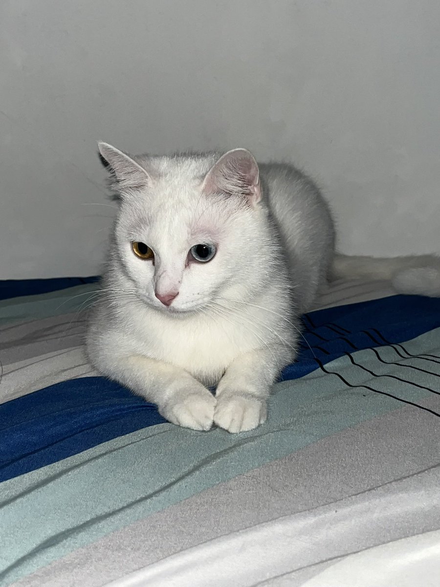 hateangrydad's tweet photo. UNTUK YANG TIDAK MENGABAİKAN KUCING: 33 TAHUN KEBAHAGIAAN https://t.co/8olMYjF9s4