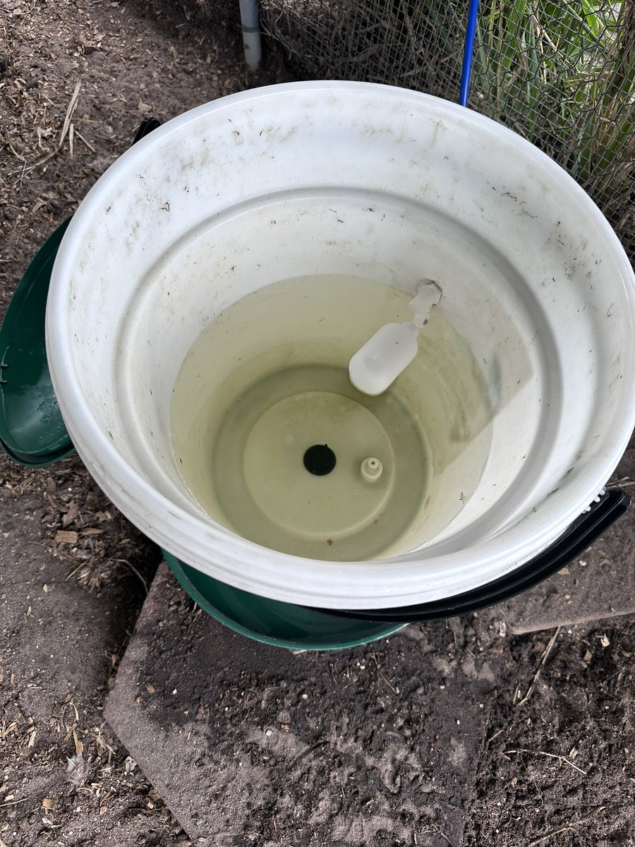 prescott_greg's tweet photo. Yesterday down at the farm I retrofitted our 55 gallon water barrel with drip line watering into two water buckets for our chickens, using some float valves. No more dragging the buckets out and filling them by hand! We also planted peanuts for the summer! https://t.co/dx0kCQGpVR